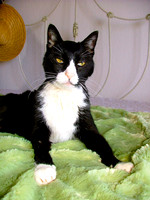 Mister Musings
