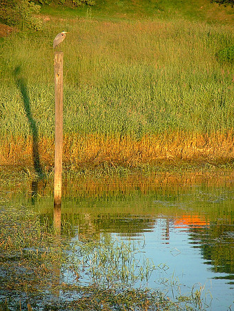 Morning Heron Meditation