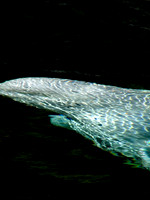 Mosaic Below