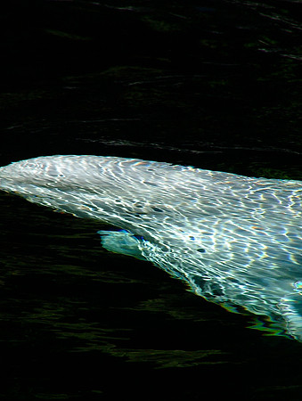 Mosaic Below