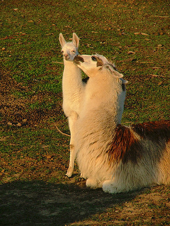 Mother And Child