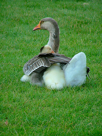 Mother's Meditation