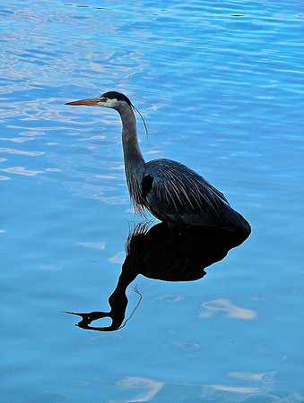 Our Feathered Perceptions