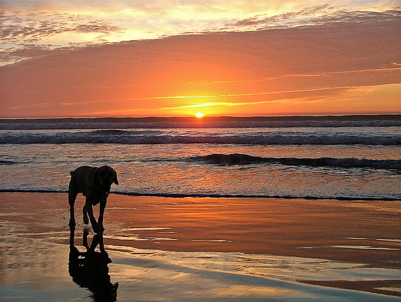 Painted Dog Sunset