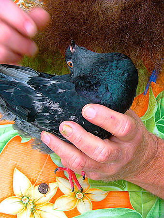 Pigeon Neck