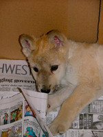 Reading Mohawk (wolf pup)