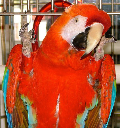 Roberto