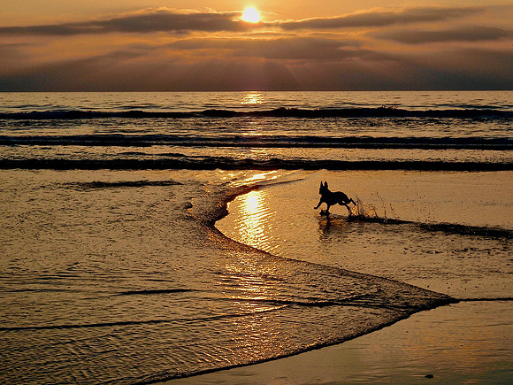 Run For The Sun