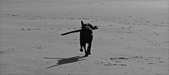 Shadows Of Determination