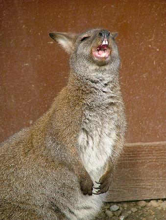 Singing Practice