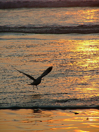 Soaring At Sunset