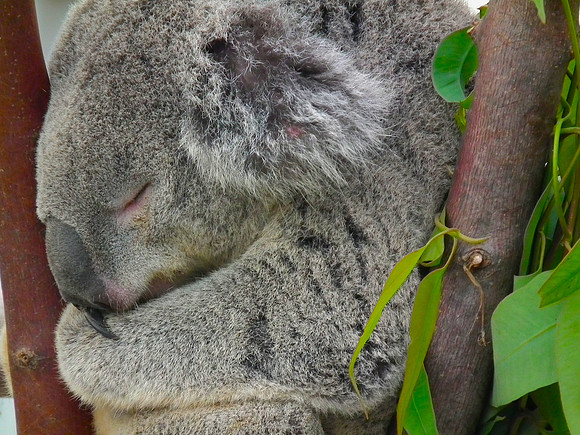 Solace In Sleep