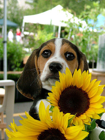 Sunflower Pup