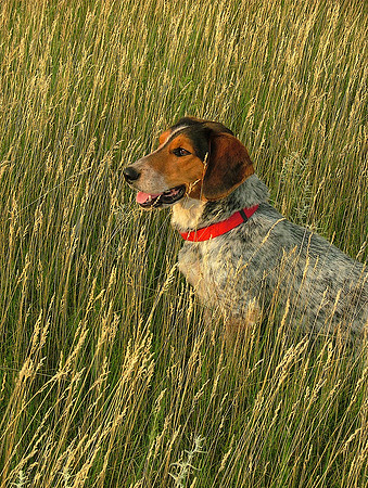 Sunset Fascination
