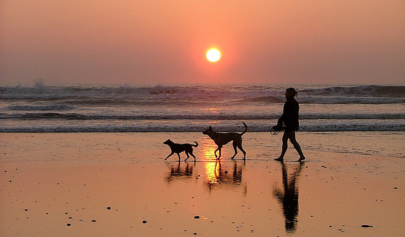 Sunsets For The Dogs