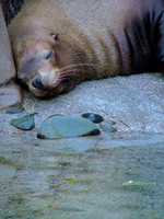 Animals In Water