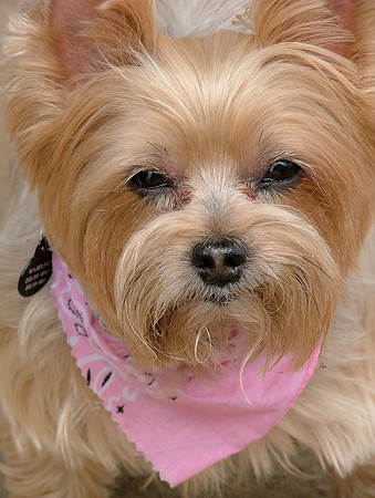 The Lady In PInk