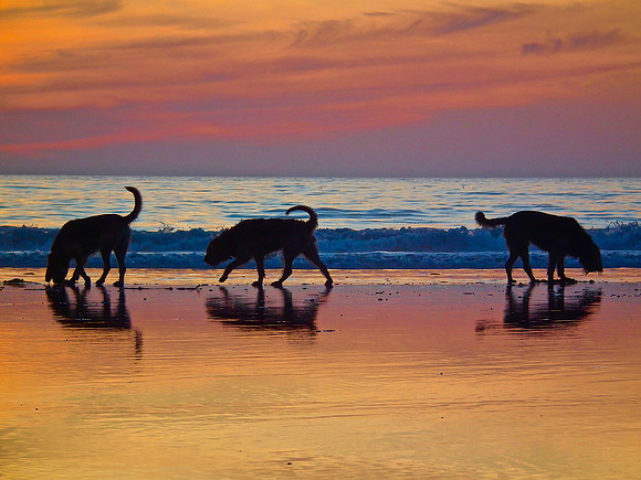 Three Dogged Night