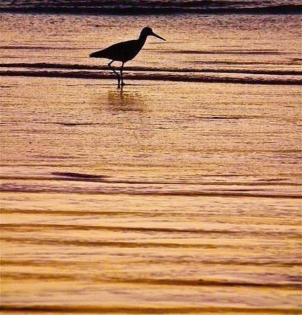 Tidal Silhouette