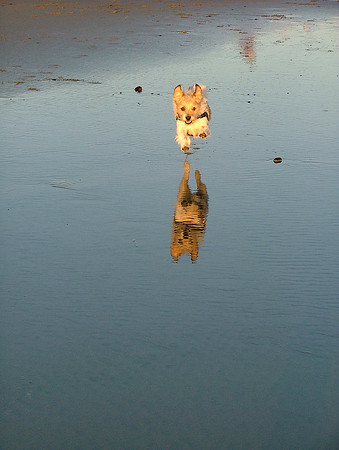 Vision Reflections
