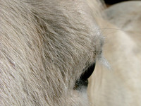 White Eye's Perspective