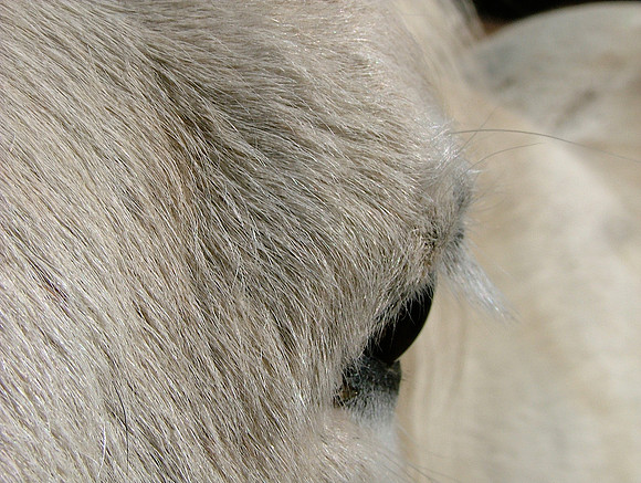 White Eye's Perspective