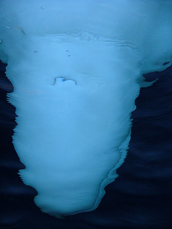 Beluga Inspiration