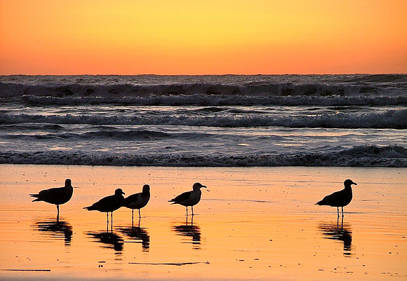Sunset For The Birds