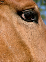 Heart Of Horses