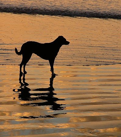 Golden Dog